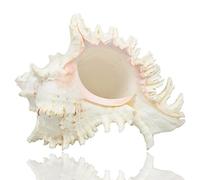 Jangostor Grandes Conchas Marinas Naturales, Gran océano Conch 17-20cm (2)