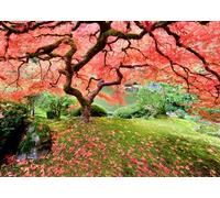 Japanese Maple Tree Jigsaw Puzzle