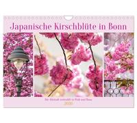 Japanische Kirschblüte in Bonn (Wandkalender 2026 DIN A4 quer), CALVENDO Monatskalender: Die Altstadt erstrahlt in Pink und Rosa
