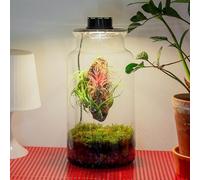 Jardin en Botella Eter - Terrario Plantas Vidrio Transparente Tapa con Foco LED | Kit Jardin en Botella Todo Incluido Plantas de Aire Naturales en Raiz de Olivo