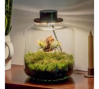 Jardin en Botella Terrario Plantas Vidrio Transparente Tapa con Foco LED | Kit Jardin en Botella Todo Incluido Plantas de Aire Naturales en Raiz de Olivo