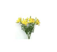 JARDIN202 - Liliums LA | Flor Natural | Ramo de 10 tallos | 80cm de alto | Amarillo