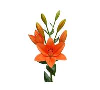 JARDIN202 - Liliums LA | Flor Natural | Ramo de 10 tallos | 80cm de alto | Naranja