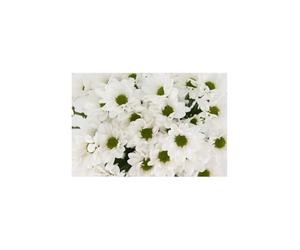 JARDIN202 - Margarita Crisantemo | Flor Natural | Crisantemo Bacardi | Ramo de 5 tallos | 70cm de alto | Blanco