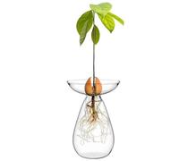 Jarrón de Semillas de Aguacate, Maceta de Cultivo hidropónico de Vidrio Transparente para iniciación de Plantas de Interior, hogar, Oficina, jarrón de propagación