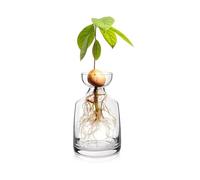 Jarrón Jarrón de Dos Piezas - Cultiva tu Propio árbol. Maceta Vidrio única for Amantes la jardinería. ¡Empieza a Cultivar! Decoraciones(1PC)