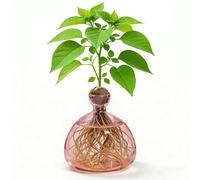 Jarrones de aguacate transparente para cultivar aguacates y castañas, jarrones de cristal para aguacates y castañas, jarrón de cristal hidropónico para flores, para decoración de boda, mesa de salón