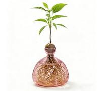 Jarrones de aguacate transparente para cultivar aguacates y castañas, jarrones de cristal para aguacates y castañas, jarrón de cristal hidropónico para flores, para decoración de boda, mesa de salón