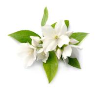 Jasmin - Thai de - 250 ml - Aromaterapia Aceite de Tailandia - jasminöl