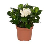 Jazmín Blanco Natural - Planta Viva en Maceta para Hogar y Jardín - Gardenia