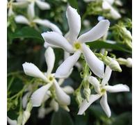 Jazmín de estrella blanco - plantas trepadoras resistentes - jazmín perenne - planta de jazmín - maceta de 1,5 litros - plantas resistentes al invierno para el jardín - jazmín - crecimiento de hasta