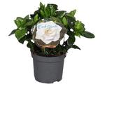 Jazmín del Cabo - Belleza Natural de la Primavera en tu Jardín