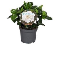 Jazmín del Cabo - Belleza Natural de la Primavera en tu Jardín