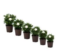 Jazmín del Cabo DECOALIVE Caja de 6 Gardenias - Gardenia Jasminoides para Decoración Interior, 9 cm, 15-20 cm de altura
