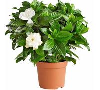 Jazmín del Cabo Natural Planta de Exterior para una Primavera Perfumada
