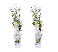 Jazmín Trachelospermum Star of Toscana, Exterior, Amarillo, Pack de 2
