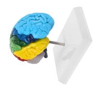 JECOMPRIS Hemisferio Derecho Etiquetado Fácil Limpieza para Educación Médica y Neurociencia