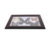 JECOMPRIS Mariposas Preservadas Enmarcadas Elegantes para Decoración de Pared Especímenes Marco de Madera Arte Natural para Hogar y Regalo Coleccionista