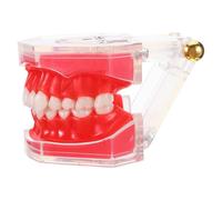 JECOMPRIS Modelo de Dientes para Enseñanza Dientes Extraíbles Modelo de Boca Educativa para Práctica de Cepillado E Hilo Tamaño Mediano Material Duradero Uso Escolar y Clínico