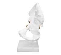 Jelquix Modelo de Articulación de Cadera Humana, Modelo Realista de Hueso de Cadera 3D para Enseñanza de Anatomía, Material de PVC, aprox. 10,2 X 4,7 X 4,7 Pulgadas, Ideal para Cirujanos Ortopédicos