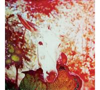 Jerusalem in My Heart If He Dies If If If If If If (CD) Album