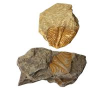 JEWEDECO 2 Piezas de Adorno de Escritorio de Fósil Natural de Trilobite, Juguete Educativo Función de Enriquecimiento del Conocimiento y Decoración Adecuado para Cumpleaños