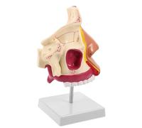 JEWEDECO Modelo Anatómico de Nariz y Cavidad Oral para Simulación Clínica con Tacto Realista, Material Plástico y Metal, Adecuado para Aulas de Anatomía y Clases de Ciencias