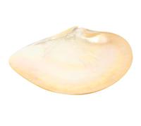 JHKNNK Plato Decorativo de Concha 9 Cm para Servir Aperitivos y Postres, Bandeja Única para Desayuno Casero y Snacks, Material Natural Superficie Lisa, Apto Microondas y Lavavajillas