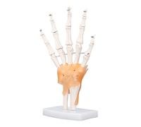 Jiawu Modelo de Esqueleto de Mano de Tamaño Natural de PVC sobre Base con Articulaciones, Modelo de Anatomía ósea de la Mano Humana para Aprender a Enseñar, de Articulación de de Pie con Movimiento