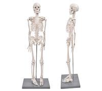 Jiawu Modelo de Esqueleto Humano de 85 Cm con Soporte para Enseñanza anatómica: Tamaño Natural, Extremidades Flexibles, Resina Duradera, Herramienta para Experimentos Biológicos