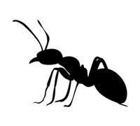 JIFENLI Pegatinas para Coches 15,4 cm * 11,6 cm Pegatinas De Coche Siluetas De Insectos Salvajes Y Hormigas Calcomanía De Vinilo Impermeable