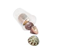 jiingekk Conchas de caracolas naturales, suministros de arte, colección de manualidades para decoración del hogar y proyectos creativos, conchas marinas creativas, materiales de decoración del hogar