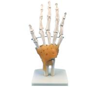 Jimenez Modelo de Articulación de Mano con Ligamentos, Tamaño Natural Científico Flexible 1:1, Modelo de Dedo, Herramientas Educativas para Médicos