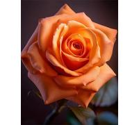 Jinmer Diamond painting rosa naranja,5D Diamond Painting Kit Completo,DIY Redondo Cuadros de Diamantes por Números para Adultos Rhinestone Bordado Punto de Cruz Arte Hogar Pared Decor 80x100cm