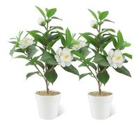 JINXIAN 2 Piezas Planta Artificial Blanca Camelia 33 cm para Baño Ventana