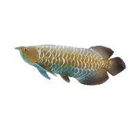 JISADER Figuritas de Animales, Artículos de Colección, Modelos Realistas, Juguetes Educativos para Niños, Educación Infantil Temprana, Decoración de Par, Rojo Arowana, 15.8x4.5x5.8cm
