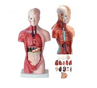 JMOZHCD Modelo de anatomía del Tronco Humano: anatomía de 15 componentes Desmontables: corazón, vísceras, Esqueleto Cerebral y enseñanza de vísceras