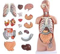 JMOZHCD Modelo de anatomía Humana de Tronco Desmontable, muñeca de anatomía médica, Piezas Desmontables, Modelo de enseñanza de órganos de educación de anatomía Libre de género