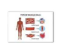 JMVLVLOA Types of Muscles Poster Skeletal Smooth Cardiac Muscle Biology Chart for Science Education Decor(Unframed,16x24inch(40x60cm))