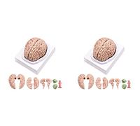 Jnchdghwa 2X Cerebro Humano, Modelo de Anatomía del Cerebro Humano de Tamaño Real con Base de Exposición, para Estudio de Aula de Ciencias Y Exposición de Enseñanza B