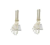 Jnchdghwa 2X Esqueleto Humano 1:1 Modelo de Anatomía del Pie, Pie Y Tobillo Con Vástago Modelo Anatómico Recursos de Enseñanza de Anatomía