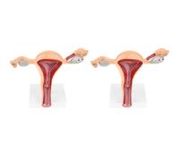 Jnchdghwa 2X Modelo Anatómico del Órgano Reproductivo Femenino Útero Vagina Matriz Femenina Modelo de Anatomía Herramientas de Enseñanza