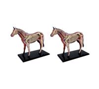 Jnchdghwa 2X Modelo de AnatomíA de ÓRganos de Animales Juguete de Ensamblaje de Inteligencia de Caballo 4D Modelo de AnatomíA para EnseñAnza, Aparatos de Populares DIY