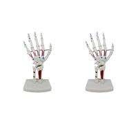 Jnchdghwa 2X Modelo de Mano Esquelética, Modelo de Articulación de Mano, con Muñeca, Cúbito, Huesos de Mano con Bisagras, Modelo de Músculos de Anatomía de Huesos Palmares
