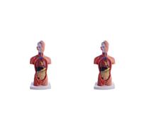 Jnchdghwa 2X Torso Maniquí Anatomía Muñeca 15 Piezas Extraíbles Modelo de Órgano Educativo Modelo de Anatomía de Órgano Interno Humano