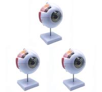 Jnchdghwa 3piezas Modelo Anatómico de Ojo Humano Ampliado 6X, Modelo de Ojo Anatómicamente Preciso Anatomía de Ojo Humano para Estudio de Aula de