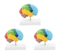 Jnchdghwa 3X Hemisferio Derecho del Cerebro Modelo de Cuerpo Humano Educación Modelo de Cerebro 1:1 para Estudiantes Enseñanza Estudio Modelo de Ensamblaje