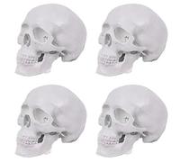 Jnchdghwa 4X Mini Modelo de Cráneo Humano, Modelo de Cráneo Anatómico de 3 Partes con Tapa de Cráneo Extraíble y Mandíbula Articulada