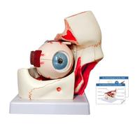 Jnchdghwa Modelo de Anatomía del Ojo Humano de Alta Calidad, Ampliado 3 Veces para la Enseñanza de las Ciencias