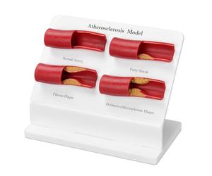 Jnchdghwa Modelo de Demostración de Enseñanza, Herramienta de Demostración Cardiovascular para la Educación en Anatomía y Fisiología, Herramienta de Demostración de Salud Cardiovascular.